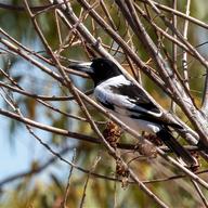 Pied Butcherbird