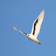 Letter-winged Kite