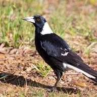 Australian Magpie