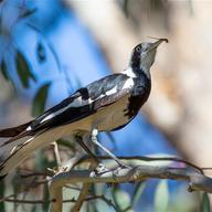 Magpie-lark