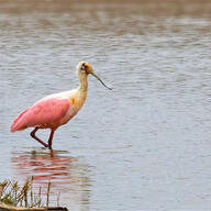 Roseate Spoonbill