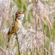 Australian Reed Warbler