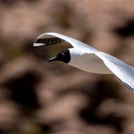 Andean Gull