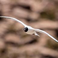 Andean Gull