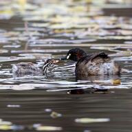 Australasian Grebe