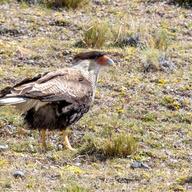 Southern Crested Caracara