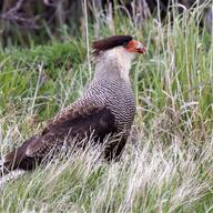 Southern Crested Caracara