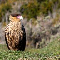 Southern Crested Caracara