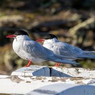 South American Tern