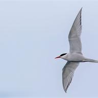 South American Tern