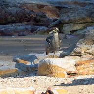 Beach Stone-curlew