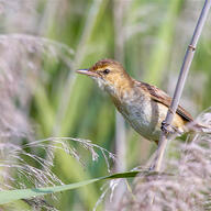 Australian Reed Warbler