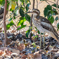 Bush Stone-curlew