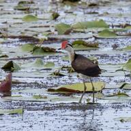 Comb-crested Jacana