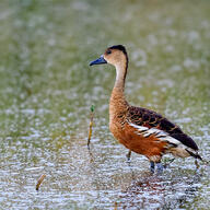 Wandering Whistling Duck