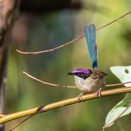 Purple-crowned Fairywren