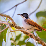 Shining Flycatcher