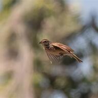 Horsfield's Bush Lark