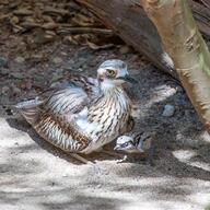 Bush Stone-curlew