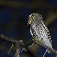 Elf Owl