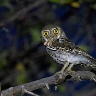 Elf Owl