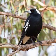 Australian Magpie