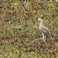 Double-striped Thick-knee