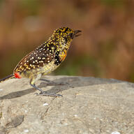 D'Arnaud's Barbet