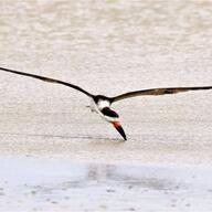 Black Skimmer