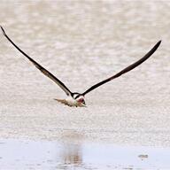 Black Skimmer