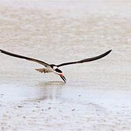 Black Skimmer