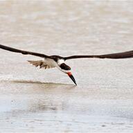 Black Skimmer