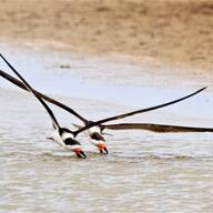 Black Skimmer