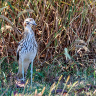 Bush Stone-curlew