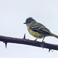 Southern Beardless Tyrannulet