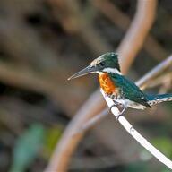 Green Kingfisher