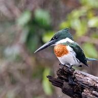 Green Kingfisher