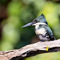 Green Kingfisher