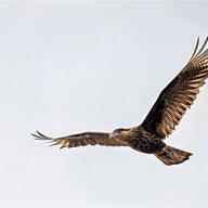 Southern Crested Caracara