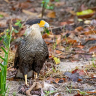 Southern Crested Caracara