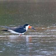 Black Skimmer