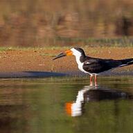 Black Skimmer