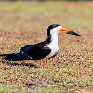 Black Skimmer