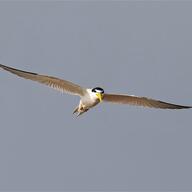 Yellow-billed Tern