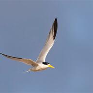 Yellow-billed Tern