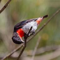 Mistletoebird