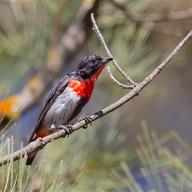 Mistletoebird