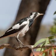 Magpie-lark