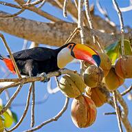 Toco Toucan