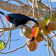 Toco Toucan